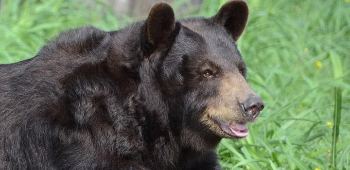Baylor mascot North American black bear, Lady