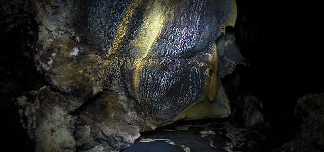 Mexican Cave Bat