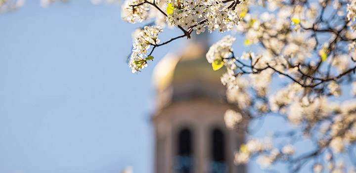 Spring dogwood tree blooms with Pat Neff Tower in the background