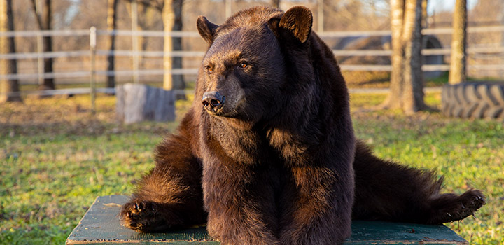 Baylor's bear, Lady, sitting in the bear habitat. 