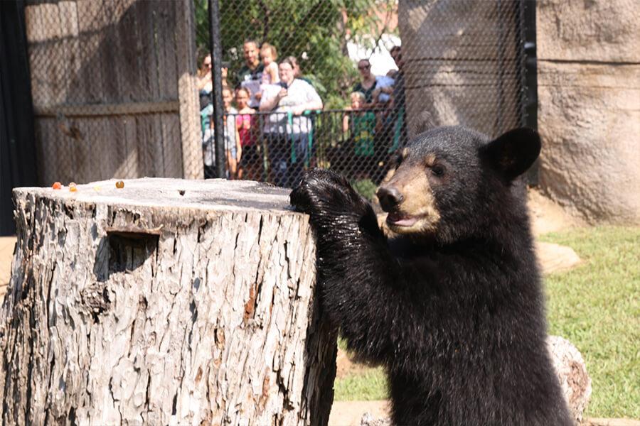 Photo of bear cub in new bear habitat